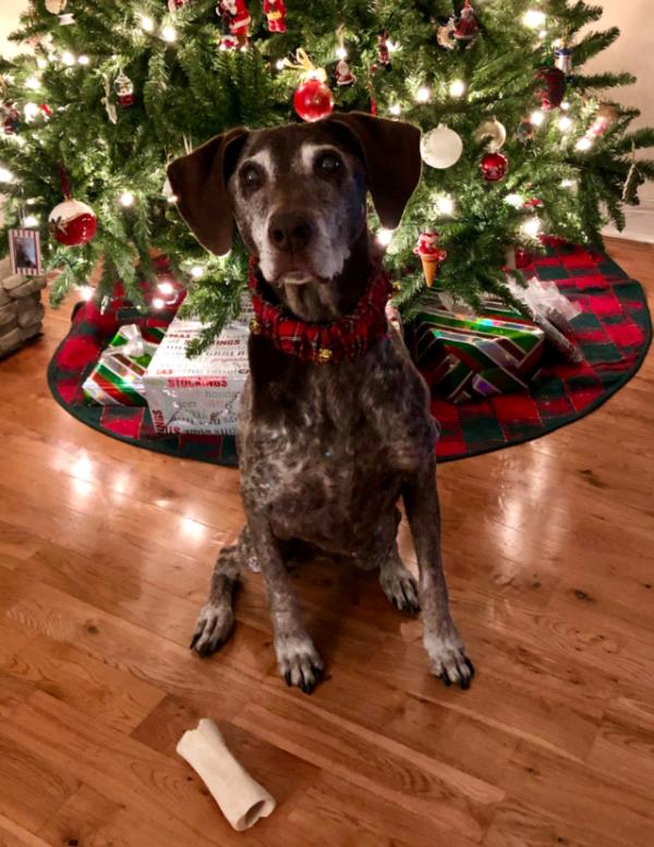 /images/uploads/southeast german shorthaired pointer rescue/segspcalendarcontest2021/entries/21762thumb.jpg